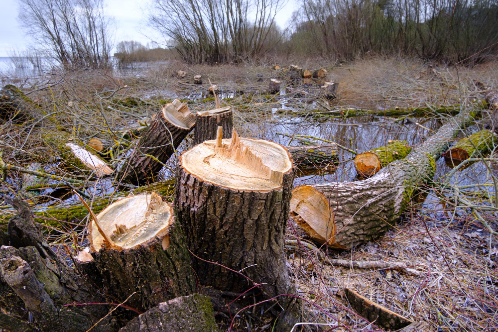 Bekämpfung von Entwaldung und Waldschädigung Verordnung 